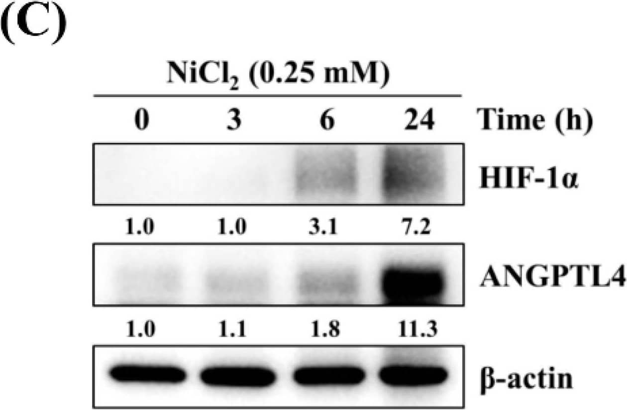 Western Blot Angiopoietin-like Protein 4/ANGPTL4 Antibody [Unconjugated]
