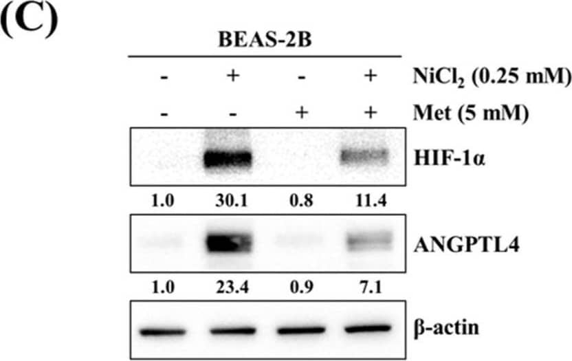 Western Blot Angiopoietin-like Protein 4/ANGPTL4 Antibody [Unconjugated]