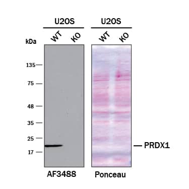 <b>Genetic Strategies Validation. </b>Western blot shows lysates of U2OS human osteosarcoma cell line and Peroxiredoxin 1 knockout U2OS cell line (KO). Nitrocellulose membrane was probed with 0.2 µg/mL of Goat Anti-Human/Mouse/Rat Peroxiredoxin 1 Antigen Affinity-purified Polyclonal Antibody (Catalog # AF3488) followed by HRP-conjugated Anti-Goat IgG Secondary Antibody. A specific band was detected for Peroxiredoxin 1 at approximately 22 kDa (as indicated) in the parental U2OS cell line, but is not detectable in knockout U2OS cell line. The Ponceau stained transfer of the blot is shown. This experiment was conducted under reducing conditions. Image, protocol, and testing courtesy of YCharOS Inc. See ycharos.com for additional details.