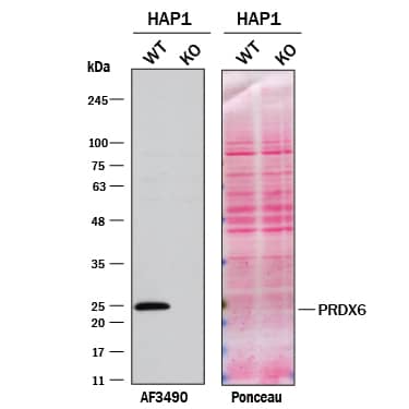 <b>Genetic Strategies Validation. </b>Western blot shows lysates of HAP1 human near-haploid cell line and Peroxiredoxin 6 knockout HAP1 cell line (KO). Nitrocellulose membrane was probed with 0.2 µg/mL of Goat Anti-Human/Mouse/Rat Peroxiredoxin 6 Antigen Affinity-purified Polyclonal Antibody (Catalog # AF3490) followed by HRP-conjugated Anti-Goat IgG Secondary Antibody. A specific band was detected for Peroxiredoxin 6 at approximately 25 kDa (as indicated) in the parental HAP1 cell line, but is not detectable in knockout HAP1 cell line. The Ponceau stained transfer of the blot is shown. This experiment was conducted under reducing conditions. Image, protocol, and testing courtesy of YCharOS Inc. See ycharos.com for additional details.