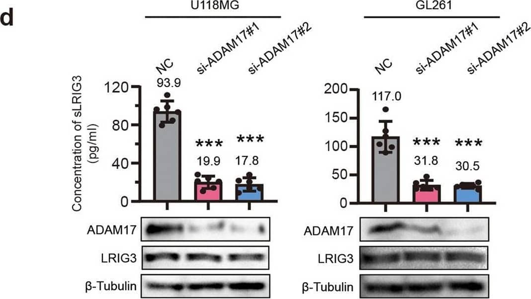 ADAM17 promotes the secretion of soluble LRIG3 by glioma cells. A Immunoblots for LRIG3 in the cell lysates of human glioma cell lines (U118MG, U87MG, FU) and macrophage-like cell line (THP-1). b Immunoblots for LRIG3 in the cell lysates of mouse glioma cell line (GL261) and macrophage-like cell line (RAW264.7 and BMDM). c ELISA standard curve showing the correlation relationship of LRIG3 concentrations and the log of the optical density 490. d ELISA and immunoblots for the expression of soluble LRIG3 protein of supernatant medium (up panel), ADAM17, and LRIG3 in the cell lysates (down panel) in negative control and si-ADAM17 U118MG and GL261 cells. n = 6 biological replicates for ELISA assay. One-way ANOVA with bonferroni correction. e, f ELISA for the expression of soluble LRIG3 protein of supernatant medium in U118MG (e) and GL261 (f) cells with stimulation of ADAM17 agonist PMA, ADAM17 inhibitor TAPI and ADAM17 siRNAs. n = 6 biological replicates. One-way ANOVA with bonferroni correction. g, h ELISA for the expression of soluble LRIG3 protein of supernatant medium in U118MG (g) and GL261 (h) cells in the absence or presence of increasing doses of ADAM17 agonist PMA. n = 3 biological replicates. One-way ANOVA. i, j ELISA for the expression of soluble LRIG3 protein of supernatant medium in U118MG (i) and GL261 (j) cells in the absence or presence of increasing doses of ADAM17 inhibitor TAPI. n = 3 biological replicates. One-way ANOVA. Image collected and cropped by CiteAb from the following open publication (//pubmed.ncbi.nlm.nih.gov/36639372), licensed under a CC-BY license. Not internally tested by R&D Systems.