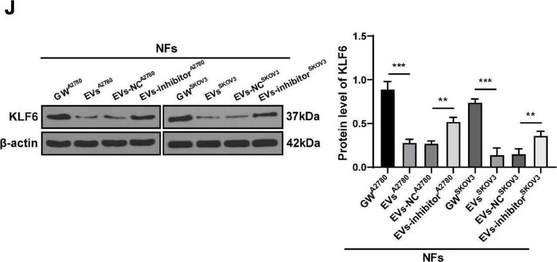 Western Blot KLF6 Antibody