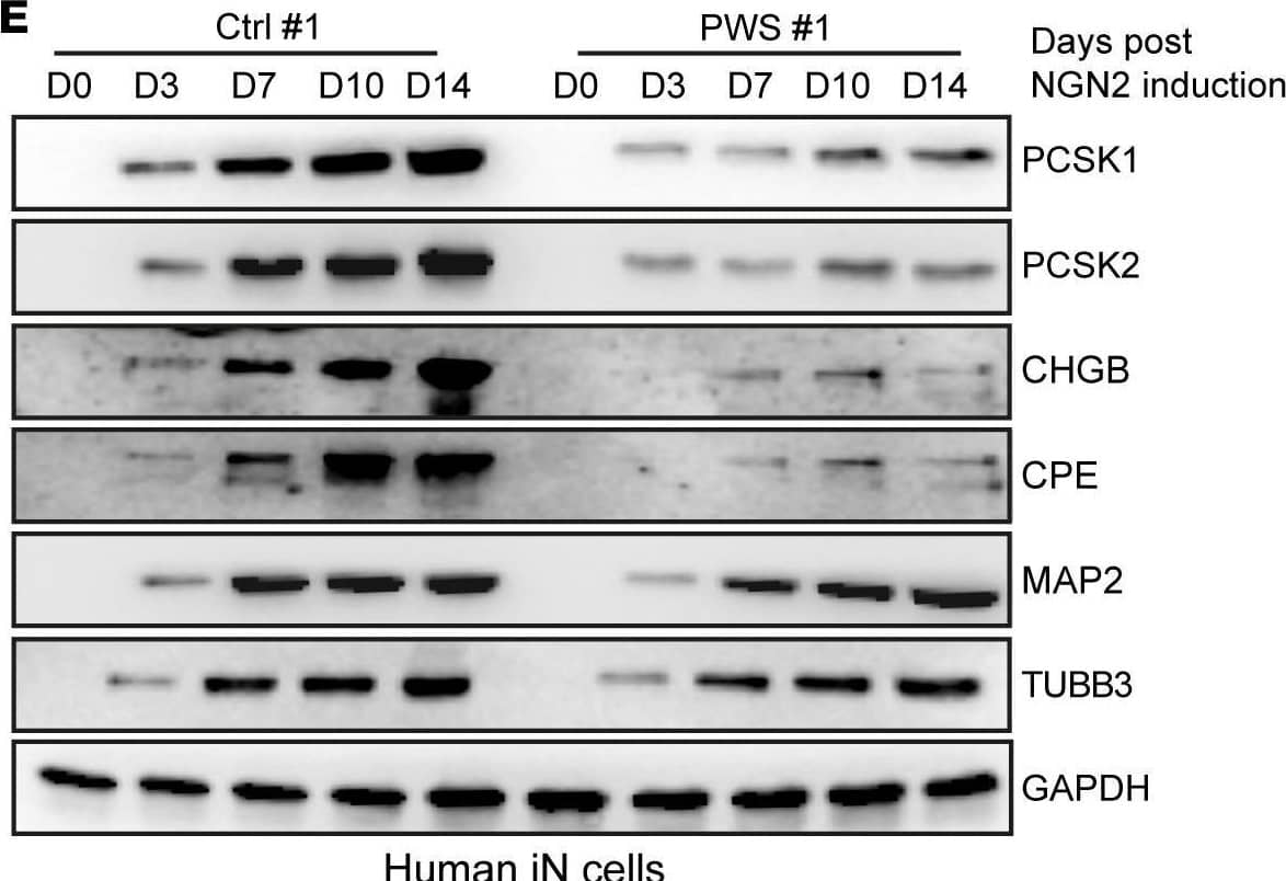 SG proteins are reduced in human iN with PWS deletion.(A) Transcript levels of MAP2 and DCX are significantly increased in control and PWS iN at 14 days postinduction. PWS iN are normalized to averaged control iN. Each data point represents 1 induction experiment (n = 3), plotted with mean ± SD and analyzed by 1-way ANOVA. (B) Transcript levels of MAGEL2 are significantly increased in control iN at 14 days postinduction. Each data point represents 1 induction experiment (n = 3), plotted as mean ± SD and analyzed by 1-way ANOVA. (C) Western blot analysis confirms reduced expression of PCSK1, PCSK2, CHGB, and CPE in PWS iN at 14 days postinduction. GAPDH served as loading control. (D) Quantification of Western blot analysis showed reduced expression of PCSK1, PCSK2, CHGB, and CPE in PWS iN. Each target protein is first normalized to GAPDH, and then PWS iN is normalized to averaged control iN. Each data point represents 1 induction experiment (n = 4), plotted as mean ± SD and analyzed by 1-way ANOVA; *P < 0.05. (E) Western blot analysis confirms reduced expression of PCSK1, PCSK2, CHGB, and CPE in PWS iN compared with control iN at 3, 7, 10, and 14 days postinduction. GAPDH served as loading control. Image collected and cropped by CiteAb from the following open publication (//pubmed.ncbi.nlm.nih.gov/32879135), licensed under a CC-BY license. Not internally tested by R&D Systems.