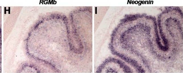 Immunohistochemistry RGM-B Antibody