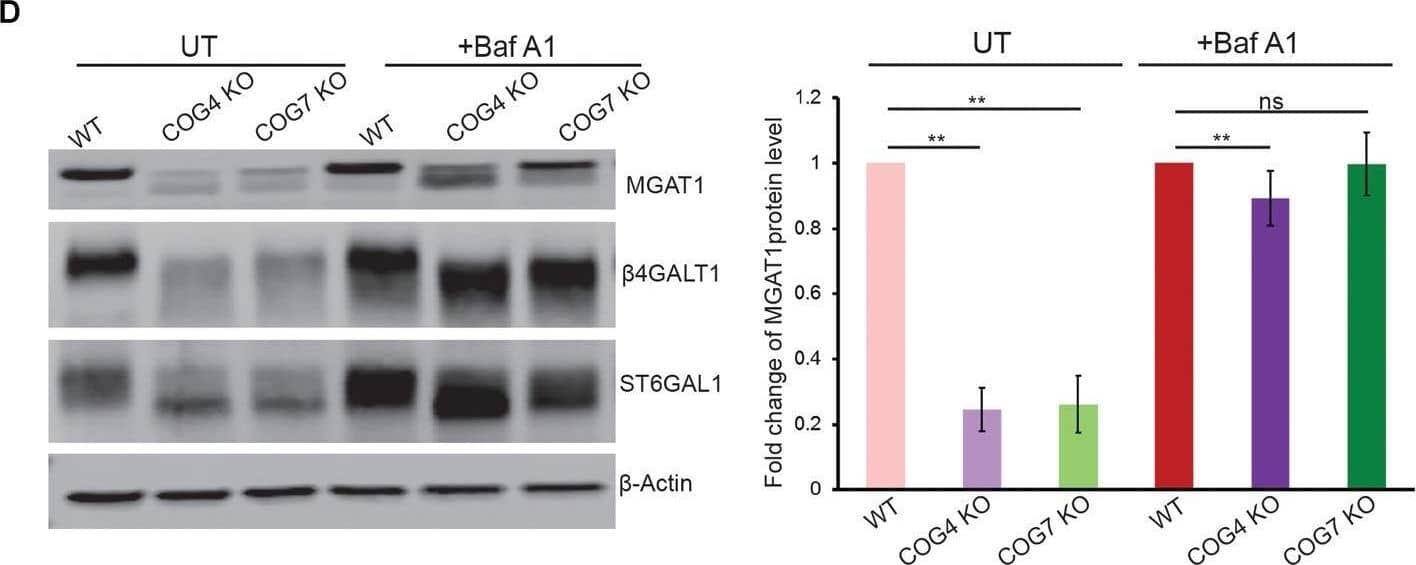Golgi enzymes partially co-localize with EELSs in COG KO cells and their stability is dependent on the activity of vacuolar ATPase. (A) ST-RFP is co-localized with Golgi marker GFP-STX5 in WT HEK 293T cells. (B) 6 h after transfection ST-RFP partially co-localizes with Lamp2-GFP positive EELSs in COG4 KO cells (Arrows point to EELSs, star indicates Golgi region). (C) After overnight expression in COG4 KO cells RFP fluorescence is seen within Lamp2 positive EELSs (arrows). (D) Western blot analysis of three Golgi enzymes in HEK293T cells before and after treatment of cells with 200 nm Baf A1 for 24 h. Bar graphs represent the fold change of Baf A1 treated vs. untreated protein levels. Error bars show SD for n = 3 (biological replicates). ∗∗p < 0.01. Image collected and cropped by CiteAb from the following open publication (//pubmed.ncbi.nlm.nih.gov/31334232), licensed under a CC-BY license. Not internally tested by R&D Systems.