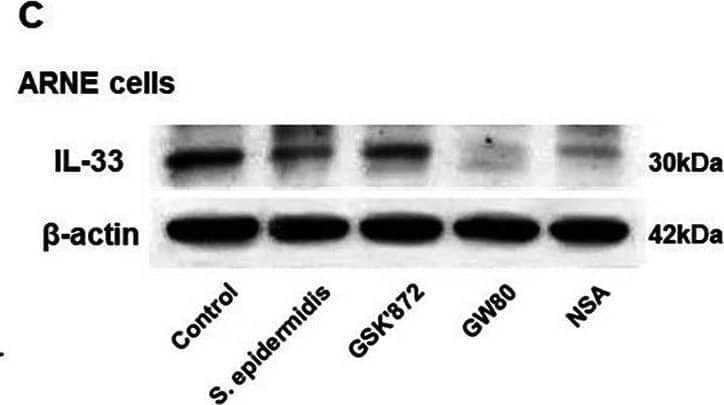 S. epidermidis reduces IL-33 production via suppression of RIPK3/MLKL-dependent necroptosis and is independent of apoptosis in allergic nasal epithelium. ARNE cells from four AR subjects were inoculated with human nasal commensal, S. epidermidis at a multiplicity of infection (MOI) of 0.25. The mRNA expression of IL-33 (A) was measured by real-time PCR, IL-33 protein concentration (B) secreted from ARNE cells was measured by ELISA using supernatants, and intracellular IL-33 protein expression (C) was also measured. after treatment of necroptosis inhibitors. Key molecules of necroptosis including RIPK3 (cropped blot) and MLKL and apoptosis including caspase3 were monitored by Western blot analysis (D). The mRNA expression of RIPK3 (E), and MLKL (F), and caspase3 (G) was measured by real-time PCR. Results are presented as mean ± SD values from four independent experiments. *p < 0.05 vs. mock-infected ARNE cells Image collected and cropped by CiteAb from the following open publication (//bmcmicrobiol.biomedcentral.com/articles/10.1186/s12866-023-02898-7), licensed under a CC-BY license. Not internally tested by R&D Systems.