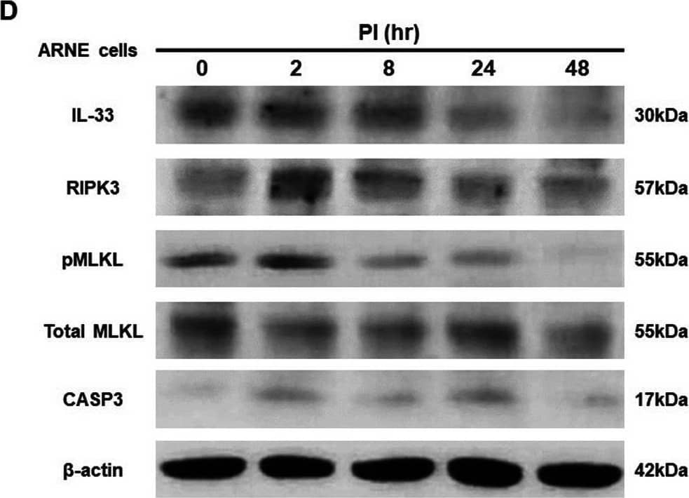 S. epidermidis reduces IL-33 production via suppression of RIPK3/MLKL-dependent necroptosis and is independent of apoptosis in allergic nasal epithelium. ARNE cells from four AR subjects were inoculated with human nasal commensal, S. epidermidis at a multiplicity of infection (MOI) of 0.25. The mRNA expression of IL-33 (A) was measured by real-time PCR, IL-33 protein concentration (B) secreted from ARNE cells was measured by ELISA using supernatants, and intracellular IL-33 protein expression (C) was also measured. after treatment of necroptosis inhibitors. Key molecules of necroptosis including RIPK3 (cropped blot) and MLKL and apoptosis including caspase3 were monitored by Western blot analysis (D). The mRNA expression of RIPK3 (E), and MLKL (F), and caspase3 (G) was measured by real-time PCR. Results are presented as mean ± SD values from four independent experiments. *p < 0.05 vs. mock-infected ARNE cells Image collected and cropped by CiteAb from the following open publication (//bmcmicrobiol.biomedcentral.com/articles/10.1186/s12866-023-02898-7), licensed under a CC-BY license. Not internally tested by R&D Systems.