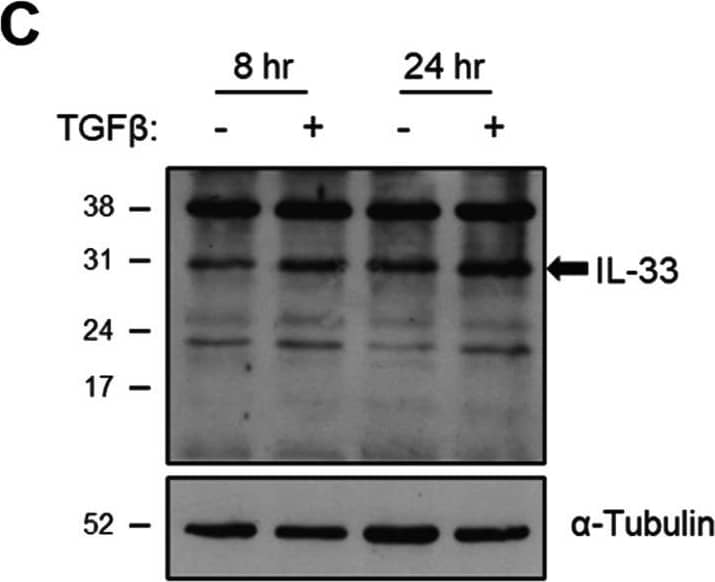 The effect of TGF beta  on IL-33 expression by fibroblasts over time. Non-IPF (n = 5) and IPF (n = 5) HLFs were stimulated with 2 ng/ml of TGF beta  for 4, 8 and 24 h and IL33 gene expression measured by qPCR. For each donor, all data was normalised to the unstimulated media alone control at 4 h (A). Non-IPF (n = 5) and IPF (n = 4) HLFs were stimulated with 2 ng/ml of TGF beta  for 8 and 24 h, total protein isolated and 20 μg protein/lane separated by SDS-PAGE. IL-33 protein expression by non-IPF (B) and IPF (C) HLFs was assessed by western blot and quantified relative to  alpha -Tubulin via densitometry (D). Representative cropped western blots from non-IPF and IPF donors are shown. Whole IL-33 blots for the representative non-IPF and IPF donors are viewable in Additional file 1: Figs. S2 and Fig. S3 respectively. IL-33 release from non-IPF (n = 3) and IPF (n = 3) HLFs treated with 2 ng /ml TGF beta  for 4, 8 or 24 h was measured by ELISA. Recombinant IL-33 was titrated as a positive control (E) and analysed alongside neat HLF supernatants (F) Non-IPF and IPF donors shown in black and grey respectively. Bars indicate median values and each data point represents a single donor with statistical analysis performed by Wilcoxon signed-rank test Image collected and cropped by CiteAb from the following open publication (//pubmed.ncbi.nlm.nih.gov/36949463), licensed under a CC-BY license. Not internally tested by R&D Systems.