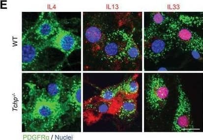 IL13 expression in FAPs is upregulated in Tchp−/− mice. A) qRT‐PCR analysis of RNA isolated from whole TA muscle of WT and Tchp−/− mice (n = 3 or 4) at 3 dpi. B) Immunofluorescence for IL13 (red), hematopoietic cells (CD45, green), and nuclei (Hoechst33342, blue) in TA muscle cross‐sections of WT and Tchp−/− mice at 3 dpi. Lower magnification images are shown in Figure S6A, Supporting Information. Scale bars, 10 µm. C) Quantification of the IL4‐, IL13‐, or IL33‐stained area per 40× view in (B) and Figure S6A,B (Supporting Information) (n = 6 or 7 fields each). D) Quantification of the IL13‐stained area per 40× view excluding the CD45‐stained area in (B) (n = 7 fields each). E) Immunofluorescence for IL4 (red), IL13 (red), and IL33 (red), PDGFR alpha + (green), and nuclei (Hoechst33342, blue) in PDGFR alpha + FAPs isolated from hindlimbs of WT and Tchp−/‐ mice. Scale bars: 20 µm. All data are the mean ± S.D from 3 to 5 mice. *p < 0.05, **p < 0.01, N.S., not significant; two‐tailed unpaired Student's t‐tests. Image collected and cropped by CiteAb from the following open publication (//pubmed.ncbi.nlm.nih.gov/36373718), licensed under a CC-BY license. Not internally tested by R&D Systems.