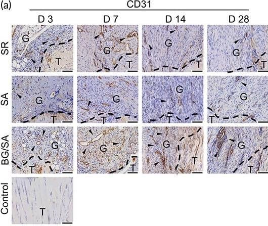 Immunostaining analysis of angiogenic markers. (a) Immunohistochemistry (IHC) staining and semi‐quantitative analysis of CD31 in regenerated Achilles tendon of control, suture repair (SR), sodium alginate (SA), and bioactive glass (BG)/SA groups on Days 3, 7, 14, and 28 post‐surgery. Scale bar = 100 μm. T, tendon tissue; G, granulation tissue. Black arrows denote positive signals. Results of statistical analysis are presented as means ± SD; (n = 3; *p < 0.05). (b) Immunofluorescence (IF) staining of CD31 and  alpha ‐SMA in regenerated Achilles tendon of SR, SA, and BG/SA groups on Days 7, 14, and 28 post‐surgery. Scale bar = 50 μm; Scale bar (zoom) = 20 μm Image collected and cropped by CiteAb from the following open publication (//pubmed.ncbi.nlm.nih.gov/36684098), licensed under a CC-BY license. Not internally tested by R&D Systems.