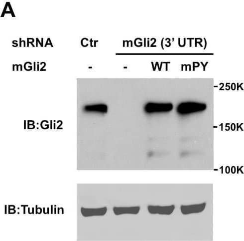 Western Blot GLI-2 Antibody