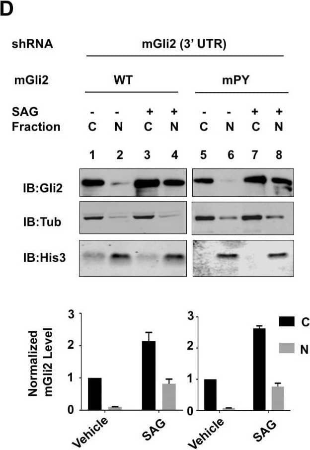 Western Blot GLI-2 Antibody