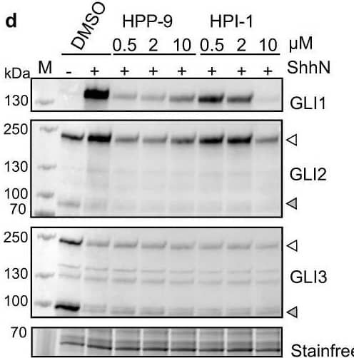 Biological evaluation of HPP-9 and its inactive analog.a Chemical structures of HPP-9 and the methylated analog inact-HPP-9. b Representative micrographs showing the dose-dependent inhibition of an Shh-driven GFP reporter by HPP-9, resulting in the dose-response curves shown in (c). Scalebar 30 μm. b, c Curves and images are representative of N independent experiments (as indicated in the table below the graph), with n = 9 or 18 images analyzed per experiment. d, e NIH-3T3 cells were incubated with increasing concentrations of HPP-9 or HPI-1 in the presence of ShhN and lysates were probed for GLI1, GLI2, and GLI3. d shows a representative immunoblot illustrating that both compounds inhibit GLI1 and GLI2 but have no effect on GLI3 processing. e Quantification (mean ± SEM) of GLI1 (N = 3) and GLI2 full-length levels (N = 2) of N independent experiments. f–h qPCR for Ptch1 (f), Gli1 (g), and Gli2 (h) shows that HPP-9 reduces the expression of Hh pathway target genes, while also decreasing basal Gli2 transcript levels without affecting the fold-induction upon pathway stimulation (−: no ShhN, +: with ShhN). Data shown is the mean (f) or mean ± SD (g, h) for N independent experiments as indicated in the bar. f, g One-way ANOVA with Dunnett’s test, p as indicated in the graph, compared to DMSO + ShhN. Source data are provided as a Source Data file. Image collected and cropped by CiteAb from the following open publication (//pubmed.ncbi.nlm.nih.gov/37393376), licensed under a CC-BY license. Not internally tested by R&D Systems.