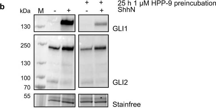 HPP-9 is a long-acting Hedgehog pathway inhibitor.a SHH-GFP cells were treated for 25 h with DMSO, 1 μM HPI-1, or 1 μM HPP-9, before the medium was changed to various dilutions of ShhN-conditioned medium for 27 h. Nuclear GFP levels were quantified using fluorescence microscopy. Representative curves of three independent experiments are shown, with 9–16 images analyzed per condition. b GLI1 and GLI2 levels of cells pre-incubated with DMSO or 1 μM HPP-9 were determined. Representative blots of three independent experiments are shown. c, d The effect of 1 μM HPP-9 or HPI-1 (pre-)incubation on GLI2 ciliary trafficking was assessed through fluorescence microscopy. Representative images for GLI2 trafficking are shown in (c), and all data is quantified in (d). N independent experiments as indicated in the bars, n = 300–500 cilia analyzed per condition. Mean ± SD is plotted, two-way ANOVA, p as indicated. Scalebar 2 μm. e SHH-GFP cells were incubated with the indicated compounds for 25 h, before the medium was changed to ShhN-conditioned medium with or without competitors for 27 h. Nuclear BRD protein levels were determined using high-content fluorescence microscopy. Data shown is from N independent experiments as indicated, with n = 9–16 images analyzed per condition in each experiment. Source data are provided as a Source Data file. Image collected and cropped by CiteAb from the following open publication (//pubmed.ncbi.nlm.nih.gov/37393376), licensed under a CC-BY license. Not internally tested by R&D Systems.