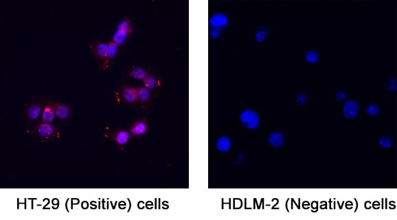 KLF4 was detected in immersion fixed HT‑29 Human Colon Adenocarcinoma Cell Line (positive) and HDLM‑2 Human Hodgkin’s Lymphoma Cell Line (negative) Cells using Goat Anti-Human KLF4 Antigen Affinity-purified Polyclonal Antibody (Catalog # AF3640) at 5 &micro;g/mL for 3 hours at room temperature. Cells were stained using the NorthernLights&trade; 557-conjugated Anti-Goat IgG Secondary Antibody (red; Catalog # NL001) and counterstained with DAPI (blue). Specific staining was localized to cytoplasm. View our protocol for Fluorescent ICC Staining of Cells on Coverslips.