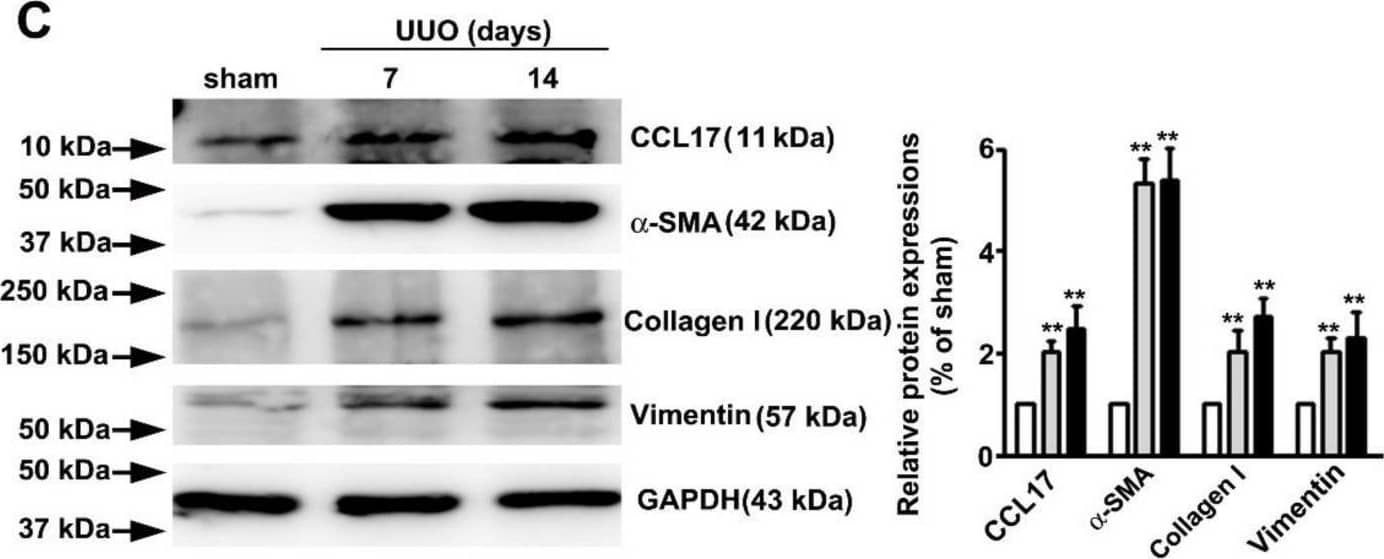 Western Blot CCL17/TARC Antibody [Unconjugated]