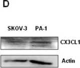 Western Blot CX3CL1/Fractalkine Antibody [Unconjugated]