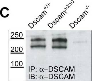 Western Blot DSCAM Antibody [Unconjugated] - Long Isoform