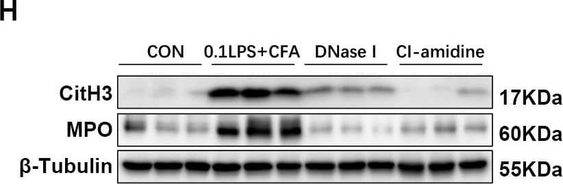 DNase I or CI-amidine administration reduced airway hyperresponsiveness and alleviated airway inflammation (A) Experimental assay schematic for in vivo experiments. (B) AHR was measured 24 h after the last challenge, enhanced pause (Penh) values were used as an indicator of lung function. (C) Hematoxylin and eosin (H&E) staining of lung tissue. Scale bar = 50 μm. (D) Paraffin acid-Schiff (PAS) staining of lung. Scale bar = 20 μm. (E) Quantification of inflammation infiltration score of the H&E staining. (F) Quantification of mucus-producing goblet cells of the PAS staining. (G) The total number of cells and the differential number of cells (eosinophils and neutrophils) were quantified 48 h after the last challenge in the BALF. (H, I) Western blot analysis to measure MPO and CitH3 protein expression level in lung tissue of four groups of mice. Expression is relative to  beta -Tubulin. Cropped blots are shown, and supplementary Fig. S3 and S6 presents the full-length blots. Data were shown as mean ± SEM; n = 4–6. Significance between groups was calculated using one-way ANOVA with Tukey’s post hoc method. *p < 0.05, **p < 0.01 and ***p < 0.001 Image collected and cropped by CiteAb from the following open publication (//pubmed.ncbi.nlm.nih.gov/36271366), licensed under a CC-BY license. Not internally tested by R&D Systems.
