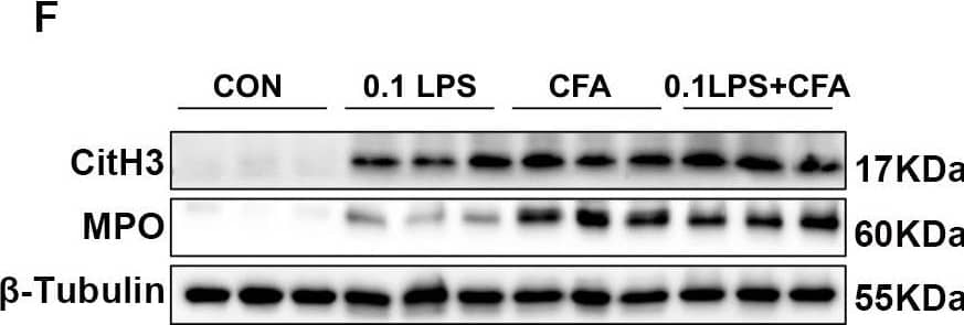 Neutrophilic mouse model induced by CFA combined with LPS showed enhanced NETs formation capacity. (A) At 48 h after the last challenge, the percentage of neutrophil populations in CD45(+) leukocytes in mouse peripheral blood and bone marrow were determined by flow cytometry. The representative images in each group are shown. (B) Statistical analysis of the percentage of CD11b(+)Ly6G(+) neutrophils in CD45(+) leukocyte gate of mouse peripheral blood and bone marrow by flow cytometry. (C) Neutrophils were purified from mouse bone marrow and stimulated with PMA (100 nM) or vehicle control for 4 h. Then, neutrophils were stained for myeloperoxidase (MPO, red), citrullinated histone 3 (CitH3, green), and DNA (DAPI, blue) and confocal by immunofluorescence microscope for analysis. Representative images of NETs immunofluorescence. Scale bar = 20 μm. (D) Percentage of NETs area normalized to MPO positive signal in mouse bone marrow neutrophils after PMA stimulation. (E) Representative z-axis images of the NETs immunofluorescence in 0.1LPS + CFA group. Scale bar = 10 μm. (F, G) Western blot analysis the protein expression level of MPO and CitH3 in lung tissue of four groups of mice. Expression is relative to  beta -Tubulin. Cropped blots are shown, and supplementary Fig. S2 and S5 presents the full-length blots. Data were shown as mean ± SEM; n = 4 or 6. Significance between groups was calculated using one-way ANOVA with Tukey’s post hoc method. *p < 0.05, **p < 0.01 and ***p < 0.001 Image collected and cropped by CiteAb from the following open publication (//pubmed.ncbi.nlm.nih.gov/36271366), licensed under a CC-BY license. Not internally tested by R&D Systems.