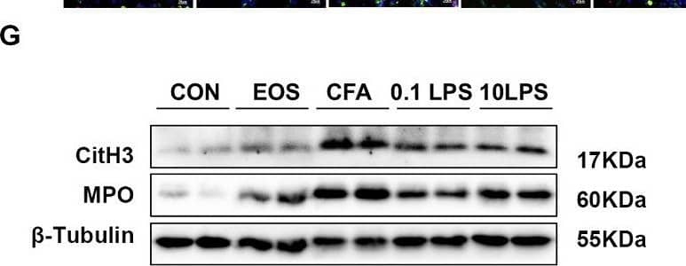 Abundant NETs occur in neutrophilic asthma models. (A) Neutrophil expression in CD45(+) leucocytes in mouse peripheral blood and bone marrow were determined by flow cytometry within 48 h after the last challenge. The representative images in each group are shown. (B) Quantification: the percentage of CD11b(+)Ly6G(+) neutrophils in the CD45(+) leucocytes gate of mouse peripheral blood and bone marrow by flow cytometry. (C) In vitro NET-formation assays with purified neutrophils of mouse bone marrow neutrophils stimulated with PMA (100 nM) or RPMI 1640 for 4 h. Then the neutrophils were stained PI and analyzed by immunofluorescence confocal microscopy. Representative immunofluorescence images of NETs, Scale bar = 20 μm. (D) Comparison of the percentage of NETosis cells in each group upon PMA stimulation and control (Ctrl) stimulation. (E) After stimulated with PMA, the neutrophils were stained for myeloperoxidase (MPO, red), citrullinated histone 3 (CitH3, green) and DAPI (nuclear staining, blue) and analyzed by immunofluorescence confocal microscopy. Representative immunofluorescence images of NETs, Scale bar = 20 μm. (F) Percentage of NETs area normalized to MPO positive signal in mouse bone marrow neutrophils after PMA stimulation. (G, H) Western blot was used to detect the levels of MPO and CitH3 protein in lung tissue of five groups of mice. Expression is relative to  beta -Tubulin. Cropped blots are shown, and supplementary Fig. S1 and S4 presents the full-length blots. Data were shown as mean ± SEM; n = 4. Significance between groups was calculated using one-way ANOVA with Tukey’s post hoc method. *p < 0.05, **p < 0.01 and ***p < 0.001 Image collected and cropped by CiteAb from the following open publication (//pubmed.ncbi.nlm.nih.gov/36271366), licensed under a CC-BY license. Not internally tested by R&D Systems.