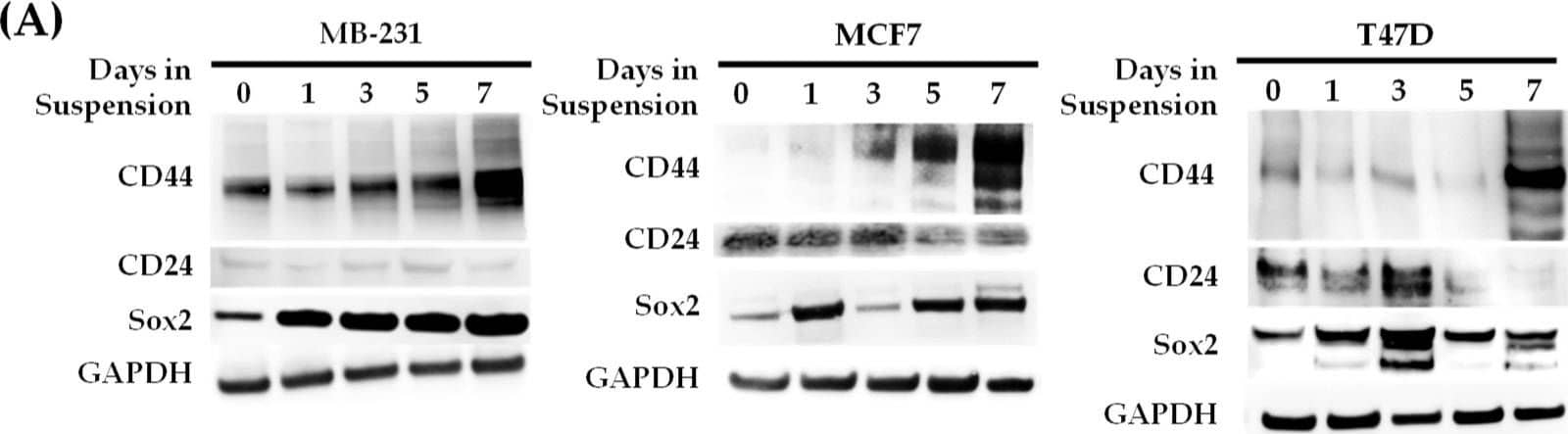 Identification of a panel of breast cancer cell lines with emergent anoikis-resistant cancer stem cell populations. (A) A panel of seven breast cancer anoikis-resistant cell lines was evaluated for cancer stem cell markers CD44, CD24, and Sox2 following culturing in either a monolayer (day 0) or non-adherent suspension condition for up to seven days using immunoblotting. Total protein expression for CD44 and Sox2 was increased over the seven days of culturing relative to the monolayer condition. CD24 was decreased in the MCF7 and T47D cell lines, and low expression was maintained in the MB-231 cell line. Immunoblot images are representative of 3 biological replicates. (B) The surface expression of CD44 and CD24 was analyzed using multispectral imaging flow cytometry (MIFC), and the CD44+CD24− population was quantified from the bivariate graph (C). The data shown are the percentages of CD44+CD24− cells out of the total population. Bivariate charts were gated on the isotype controls for each marker. (n = 3, * p < 0.05 relative to the monolayer culture (D0)). (D) MIFC images were taken of individual cells at each time point, and representative images for MB-231, MCF7, and T47D cells at days 0 (D0) and 7 (D7) of suspension culturing are shown. Assigned cell number of population is shown on the brightfield images. Image collected and cropped by CiteAb from the following open publication (//www.mdpi.com/2227-9059/11/3/934), licensed under a CC-BY license. Not internally tested by R&D Systems.