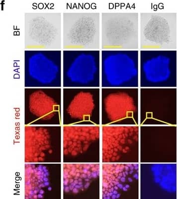 Identification of USP26 as a negative regulator of pluripotency. a Schematic of experimental strategy for screening essential Usps for the generation of iPSCs. Dox-inducible OSKM-transgenic MEFs were plated, transfected with 48 individual mouse Usp shRNA lentiviral vectors to knockdown Usps, and stained for AP+ iPSC colonies after 12 days of Dox treatment. b Quantification of AP+ colonies after 12 days of OSKM induction in MEFs transduced with shRNA, targeting members of the mouse Usp family, p < 0.001 compared to control shRNA. c Quantification of AP+ colonies after 12 days of OSKM induction in MEFs transduced with mouse Usp26 shRNA, Usp20 shRNA, or control shRNA lentivirus, *p < 0.05 compared to control shRNA, **p < 0.01 compared to control shRNA. d Quantification of AP+ colonies after 12 days of OSKM induction in MEFs transduced with pLtet-O (tetracycline-inducible) mouse Usp26, Usp20, or empty vector (EV) lentivirus, **p < 0.01 compared to EV. e Images of AP staining of iPSC colonies after 12 days’ OSKM induction in MEFs transduced with control shRNA, Usp26 shRNA, EV, or pLtet-O lentivirus overexpressing Usp26. f Bright field (BF) and immunofluorescence microscopic images of Oct4, Nanog, and Dppa4 in Usp26 knockdown iPSCs. iPSC colonies were fixed, blocked, and stained with specific antibodies, followed by goat anti-mouse antibody-conjugated Texas Red. Nuclei were stained with DAPI. Scale bar, 100 µM. The data are presented as means ± SD from three independent experiments. b–d Two-way ANOVA for multiple comparisons Image collected and cropped by CiteAb from the following publication (//pubmed.ncbi.nlm.nih.gov/28839133), licensed under a CC-BY license. Not internally tested by R&D Systems.