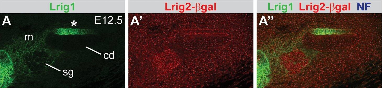 Lrig1 and Lrig2-beta geo are co-expressed in the non-sensory region of the cochlea.Transverse sections through Lrig2+/− tissue at E12.5 (A), E16.5 (B), and P15 (C) were double labeled with antibodies to Lrig1,  beta -galactosidase, and NF. (A) At E12.5, staining was evident in the non-sensory region of the cochlear epithelium (asterisk) and the mesenchyme surrounding the spiral ganglion. (B) At E16.5, Lrig1 was detected in the medial wall of the cochlea, which will form the inner sulcus and Reissner's membrane (asterisk). (C) At P15, Lrig1 was found in the base of Reissner's membrane (asterisk), with localization to the cell surface (inset). In contrast, at E12.5 and 16.5, Lrig2-beta geo was found broadly in the cochlear epithelium and surrounding mesenchyme (A′–B′). At P15, expression was enriched in spiral ganglion neurons and in the organ of Corti (C′). cd = cochlear duct, m = mesenchyme, oC = organ of Corti, rm = Reissner's membrane, sg = spiral ganglion. Scale bar = 40 µm. Image collected and cropped by CiteAb from the following publication (//pubmed.ncbi.nlm.nih.gov/24086156), licensed under a CC-BY license. Not internally tested by R&D Systems.