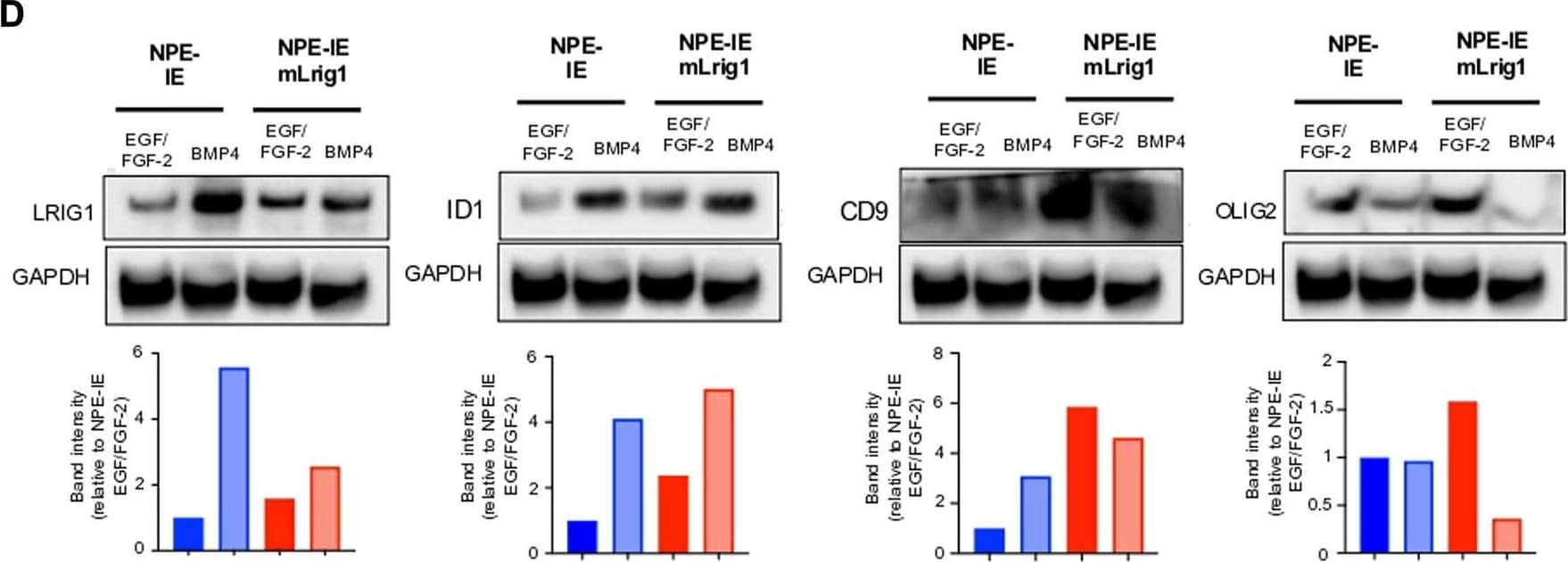 Overexpression of Lrig1 reduces GSC proliferation. (A) Representative fluorescence imaging of DAPI stained colonies using Operetta high-content analysis system for NPE-IE control and NPE-IE mLrig1 overexpressing cells. (B) Quantification of the number of colonies formed in single cell colony forming assays by NPE-IE control and NPE-IE mLrig1 overexpressing cells (n = 3) (C) Quantification of the size of colonies formed in single cell colony forming assays by NPE-IE control and NPE-IE mLrig1 overexpressing cells (n = 3) p = 0.0456. Each dot represents a single colony. (D) Immunoblot and quantification of LRIG1, OLIG2, ID1, CD9 and GAPDH (loading control) in NPE-IE control and NPE-IE mLrig1 overexpressing GSCs treated with EGF/FGF or BMP4 for 3 days. Quantification shown relative to GAPDH and NPE-IE EGF/FGF-2 control. Scale bar in (A) is 500 μm. Image collected and cropped by CiteAb from the following open publication (//pubmed.ncbi.nlm.nih.gov/36420140), licensed under a CC-BY license. Not internally tested by R&D Systems.