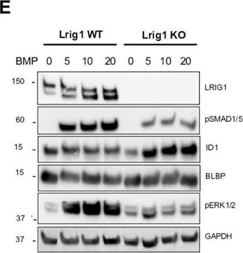 Lrig1 KO GSCs show impaired BMP signalling (A) Phase-contrast imaging of Lrig1 WT and Lrig1 KO GSCs treated with EGF/FGF or BMP4 for 3 days. (B) Immunoblot for LRIG1, EGFR, OLIG2, CD9, ID1 and GAPDH expression in Lrig1 WT and Lrig1 KO GSCs treated with EGF/FGF or BMP4 for 3 days. (C) Immunoblot and quantification for PCNA and GAPDH in Lrig1 WT and Lrig1 KO GSCs grown in EGF/FGF-2 or treated with 5 ng/ml or 10 ng/ml of BMP4 for 3 days. Quantification shown relative to GAPDH and Lrig1 WT EGF/FGF-2 control. (D) Immunoblot and quantification for MCM2 and GAPDH in Lrig1 WT and Lrig1 KO GSCs grown in EGF/FGF-2 or treated with 5 ng/ml or 10 ng/ml of BMP4 for 3 days. Quantification shown relative to GAPDH and Lrig1 WT EGF/FGF-2 control. (E) Immunoblot for LRIG1, pSMAD1/5, ID1, BLBP, pERK1/2 and GAPDH in Lrig1 WT and Lrig1 KO GSCs treated with different dosages of BMP4 for 3 days. Dosages in ng/ml. Protein band sizes shown in kDa. (F) Flow cytometry plots showing strategy to select Lrig1-positive cells in Lrig1 KO GSCs after reintroduction of mLrig1-FLAG. (G) Immunostaining for pSMAD1/5 (red) and nuclear counterstaining with DAPI (blue). +Lrig1-FLAG refer to the sorted populations. ICC was performed on Fucci PE Lrig1 WT, Fucci PE Lrig1 KO and the populations sorted for Lrig1-FLAG following expansion. (H) Quantification of the percentage of pSMAD 1/5 in the different conditions (n = 3) Unpaired two-tailed t-tests. Scale bar in (A) is 50 μm and (H) is 20 µm. Image collected and cropped by CiteAb from the following open publication (//pubmed.ncbi.nlm.nih.gov/36420140), licensed under a CC-BY license. Not internally tested by R&D Systems.