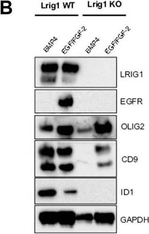 Lrig1 KO GSCs show impaired BMP signalling (A) Phase-contrast imaging of Lrig1 WT and Lrig1 KO GSCs treated with EGF/FGF or BMP4 for 3 days. (B) Immunoblot for LRIG1, EGFR, OLIG2, CD9, ID1 and GAPDH expression in Lrig1 WT and Lrig1 KO GSCs treated with EGF/FGF or BMP4 for 3 days. (C) Immunoblot and quantification for PCNA and GAPDH in Lrig1 WT and Lrig1 KO GSCs grown in EGF/FGF-2 or treated with 5 ng/ml or 10 ng/ml of BMP4 for 3 days. Quantification shown relative to GAPDH and Lrig1 WT EGF/FGF-2 control. (D) Immunoblot and quantification for MCM2 and GAPDH in Lrig1 WT and Lrig1 KO GSCs grown in EGF/FGF-2 or treated with 5 ng/ml or 10 ng/ml of BMP4 for 3 days. Quantification shown relative to GAPDH and Lrig1 WT EGF/FGF-2 control. (E) Immunoblot for LRIG1, pSMAD1/5, ID1, BLBP, pERK1/2 and GAPDH in Lrig1 WT and Lrig1 KO GSCs treated with different dosages of BMP4 for 3 days. Dosages in ng/ml. Protein band sizes shown in kDa. (F) Flow cytometry plots showing strategy to select Lrig1-positive cells in Lrig1 KO GSCs after reintroduction of mLrig1-FLAG. (G) Immunostaining for pSMAD1/5 (red) and nuclear counterstaining with DAPI (blue). +Lrig1-FLAG refer to the sorted populations. ICC was performed on Fucci PE Lrig1 WT, Fucci PE Lrig1 KO and the populations sorted for Lrig1-FLAG following expansion. (H) Quantification of the percentage of pSMAD 1/5 in the different conditions (n = 3) Unpaired two-tailed t-tests. Scale bar in (A) is 50 μm and (H) is 20 µm. Image collected and cropped by CiteAb from the following open publication (//pubmed.ncbi.nlm.nih.gov/36420140), licensed under a CC-BY license. Not internally tested by R&D Systems.