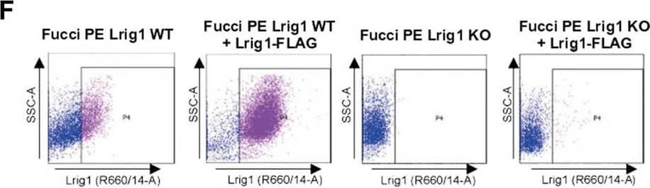 Lrig1 KO GSCs show impaired BMP signalling (A) Phase-contrast imaging of Lrig1 WT and Lrig1 KO GSCs treated with EGF/FGF or BMP4 for 3 days. (B) Immunoblot for LRIG1, EGFR, OLIG2, CD9, ID1 and GAPDH expression in Lrig1 WT and Lrig1 KO GSCs treated with EGF/FGF or BMP4 for 3 days. (C) Immunoblot and quantification for PCNA and GAPDH in Lrig1 WT and Lrig1 KO GSCs grown in EGF/FGF-2 or treated with 5 ng/ml or 10 ng/ml of BMP4 for 3 days. Quantification shown relative to GAPDH and Lrig1 WT EGF/FGF-2 control. (D) Immunoblot and quantification for MCM2 and GAPDH in Lrig1 WT and Lrig1 KO GSCs grown in EGF/FGF-2 or treated with 5 ng/ml or 10 ng/ml of BMP4 for 3 days. Quantification shown relative to GAPDH and Lrig1 WT EGF/FGF-2 control. (E) Immunoblot for LRIG1, pSMAD1/5, ID1, BLBP, pERK1/2 and GAPDH in Lrig1 WT and Lrig1 KO GSCs treated with different dosages of BMP4 for 3 days. Dosages in ng/ml. Protein band sizes shown in kDa. (F) Flow cytometry plots showing strategy to select Lrig1-positive cells in Lrig1 KO GSCs after reintroduction of mLrig1-FLAG. (G) Immunostaining for pSMAD1/5 (red) and nuclear counterstaining with DAPI (blue). +Lrig1-FLAG refer to the sorted populations. ICC was performed on Fucci PE Lrig1 WT, Fucci PE Lrig1 KO and the populations sorted for Lrig1-FLAG following expansion. (H) Quantification of the percentage of pSMAD 1/5 in the different conditions (n = 3) Unpaired two-tailed t-tests. Scale bar in (A) is 50 μm and (H) is 20 µm. Image collected and cropped by CiteAb from the following open publication (//pubmed.ncbi.nlm.nih.gov/36420140), licensed under a CC-BY license. Not internally tested by R&D Systems.