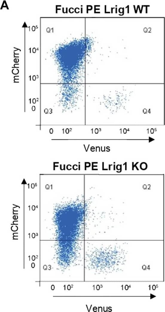 Lrig1 regulates proliferation of GSCs. (A) Flow analysis of Fucci mCherry-Cdt1 and aVenus-hGem reporters in Lrig1 WT and Lrig1 KO mouse GSCs. (n = 3). (B) Quantification of the number of colonies formed in single cell colony forming assays by Fucci NSCs, Fucci PE Lrig1 WT (GSCs with p53 KO and EGFRvIII overexpression) and Fucci PE Lrig1 KO. n = 3 (mean ± SD). (C) Quantification of the size of colonies formed in single cell colony forming assays by Fucci NSC, Fucci PE Lrig1 WT (GSCs with p53 KO and EGFRvIII overexpression) and Fucci PE Lrig1 KO as assessed by DAPI (n = 3 independent experiments, median ± SD, each dot represents a single colony). p value = 0.0456. (D) Representative fluorescence imaging of DAPI stained colonies using Operetta high-content analysis system. Scale bar in (D) is 1,500 μm. Image collected and cropped by CiteAb from the following open publication (//pubmed.ncbi.nlm.nih.gov/36420140), licensed under a CC-BY license. Not internally tested by R&D Systems.