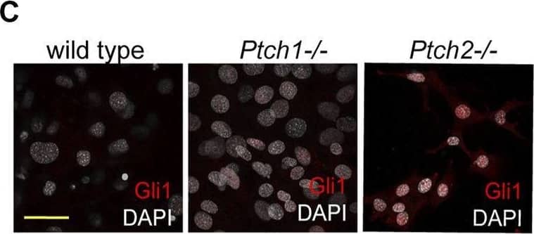 Immunocytochemistry/ Immunofluorescence GLI-3 Antibody