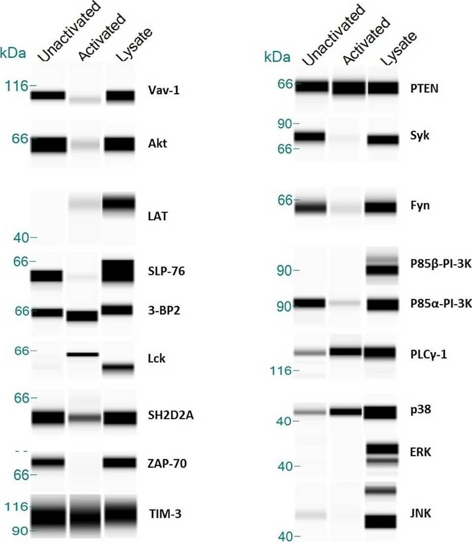 TIM-3 Association with Intracellular Kinases in CD8+/MART-1+ T cells.TIM-3 co-immunoprecipitation analysis of unactivated and 15 min. stimulation with anti-CD3/CD28 beads (activated). Equivalent amounts of protein (~2mg) were co-immunoprecipitated with pAb anti-TIM-3 antibody and western blot was performed using capillary electrophoresis. Cleared lysate served as a loading control for individual antibody reactivity. Image collected and cropped by CiteAb from the following publication (//dx.plos.org/10.1371/journal.pone.0140694), licensed under a CC-BY license. Not internally tested by R&D Systems.