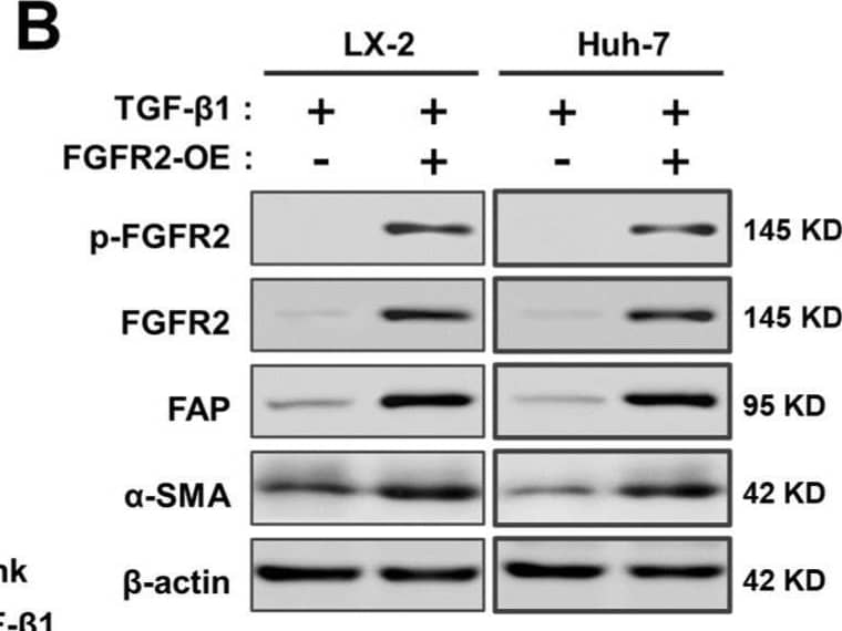 FGFR2 drives the process of liver fibrosis. (A) The expression of liver fibrosis markers (ACTA2, fibroblast activation protein alpha (FAP), alpha-1 type I collagen (COL1A1)) was measured by qPCR. The samples were divided into four groups according to whether cells were induced with or without TGF-beta  and whether cells were overexpressed by FGFR2. (B) The expression of markers in wild-type and FGFR2-OE cell lines under TGF-beta  induction was analyzed by Western blot analysis. (C) The expression levels of  alpha -SMA and (D) collagen secretion in LX-2 and Huh-7 were evaluated, when FGFR2 was overexpressed or knocked down upon equal TGF-beta  induction. (E) Cells were collected after 48 h of co-culture, and the expression of  alpha -SMA and (F) type I collagen in the lower layer cells was determined by ELISA. The results are marked as significant “*” when p < 0.05, “**” when p < 0.01, and not significant (ns) if p ≥ 0.05. Image collected and cropped by CiteAb from the following open publication (//pubmed.ncbi.nlm.nih.gov/37111305), licensed under a CC-BY license. Not internally tested by R&D Systems.
