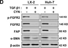 CYN blocks the activation and development of liver fibrosis in vitro. (A) Evaluation of the inhibitory effect of CYN on the fibrosis-promoting effect of FGFR2. The fibrotic transformation of wild-type and FGFR2-OE LX-2 cells and Huh-7 cells was induced through TGF-beta  activation, followed by an intervention with CYN for the relevant groups. The expression changes of the fibrosis markers ACTA2 and COL1A1 were analyzed by qPCR. (B) Wild-type cell lines were employed in the aforementioned experiments, and the activation of FGFR2 was triggered by supplementation with the exogenous basic fibroblast growth factor (bFGF) factor. (C) Analysis of the extent of antagonism of CYN towards TGF-beta  Signaling. Activation induction models were established by adding or not adding TGF-beta  to the cell culture environment with or without the CYN intervention, and the expression of liver fibrosis markers was determined by qPCR, (D) Western blot, and (E,F) ELISA analyses. (G) A co-culture model was used to evaluate the blocking effect of CYN on liver fibrosis activation of signaling transmission. The activation intensity of lower-layer wild-type cells was measured and compared using  alpha -SMA expression and collagen secretion. The results are marked as significant “*” when p < 0.05, “**” when p < 0.01, and not significant (ns) if p ≥ 0.05. Image collected and cropped by CiteAb from the following open publication (//pubmed.ncbi.nlm.nih.gov/37111305), licensed under a CC-BY license. Not internally tested by R&D Systems.