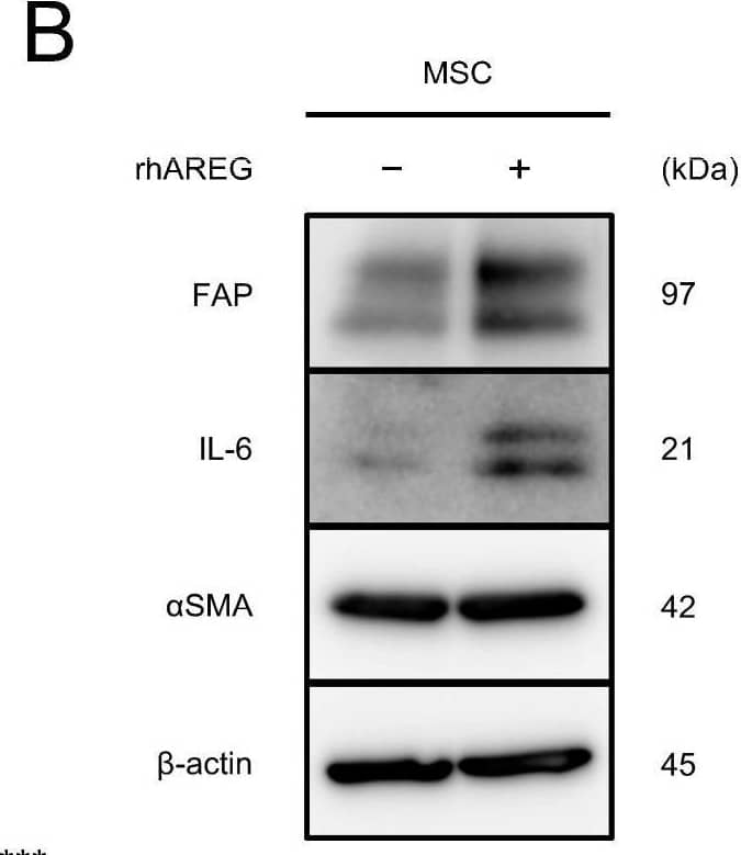 AREG promotes migration and CAF-like differentiation of MSCs: (A,B) To investigate the differentiation of MSCs into CAFs upon treatment with rhAREG (100 ng/mL), the mRNA and protein expression levels of FAP, IL-6, and  alpha SMA were compared using qRT-PCR (A) and Western blotting (B).  beta -actin was used as a loading control (B). (C,D) The effects of rhAREG (100 ng/mL) on the survival (C) and growth (D) of MSCs were evaluated using the MTS assay. (E) The effect of rhAREG (100 ng/mL) on the migration of MSCs was evaluated using the transwell migration assay. MSCs were seeded in the upper chamber, and migrated cells were counted in five fields of view after 48 h. Representative images for each condition are presented below the graph (E). The data are presented as the mean ± SEM of three independent experiments (A,C–E). N.S., not significant; ** p < 0.01, *** p < 0.001. Scale bars: 100 μm (E). Image collected and cropped by CiteAb from the following open publication (//pubmed.ncbi.nlm.nih.gov/39451251), licensed under a CC-BY license. Not internally tested by R&D Systems.