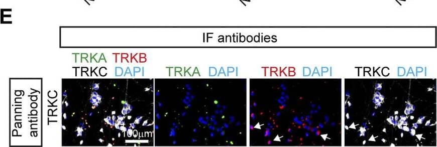 Characterization of immunopanned SNs. (A) Representative immunofluorescence images of immunopanned SNs. Cells were fixed 20 days post panning (day 45) and stained for the indicated antibodies. DAPI was used to mark the nucleus. Arrows indicate neurons. (B–D) Quantification of IF images from panned SNs using anti-TRKA antibody (B), anti-TRKB (C), and anti-TRKC (D) antibodies. Non-neurons are cells that are positive for DAPI but do not express any of the TRK receptors. (E) Representative images of TRKC-panned SNs expressing TRKB and TRKC. Arrows indicate TRKB+TRKC+ neurons. n = 4–8 biological replicates. Graphs show mean ± S.D. One-way ANOVA was used. ns, non-significant, ∗p < 0.05, ∗∗p < 0.01, ∗∗∗p < 0.001. Image collected and cropped by CiteAb from the following open publication (//pubmed.ncbi.nlm.nih.gov/37206924), licensed under a CC-BY license. Not internally tested by R&D Systems.