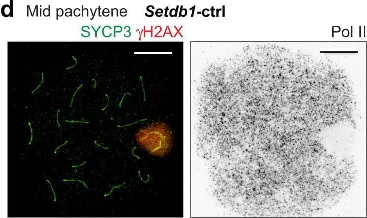 SETDB1-dependent H3K9me3 is dispensable for the initiation of MSCI.a Schematic of the strategy for generating Setdb1-cKO mice. b Evaluation of the efficiency of SETDB1 deletion shown as the mean and individual values for 3 independent samples. c Chromosome spreads of early and mid pachytene spermatocytes, distinguished by the absence (early) or the presence (mid) of H1T, respectively (not shown), immunostained with antibodies raised against SYCP3 and H3K9me3. XY chromosomes are indicated with dashed squares and are magnified in the panels to the right. Putative regions of XY chromatin are indicated by dashed circles. d Chromosome spreads of mid pachytene spermatocytes immunostained with antibodies raised against SYCP3,  gamma H2AX, and Pol II. e A population of pachytene spermatocytes with a normal  gamma H2AX domain and normal MSCI, as defined by  gamma H2AX and Pol II, respectively. The mean and individual values for 3 independent samples are shown. EP early pachytene, MP mid pachytene, X-PCH X-pericentromeric heterochromatin. Scale bars: 10 μm. Source data are provided as a Source Data file. Image collected and cropped by CiteAb from the following open publication (//pubmed.ncbi.nlm.nih.gov/36443288), licensed under a CC-BY license. Not internally tested by R&D Systems.