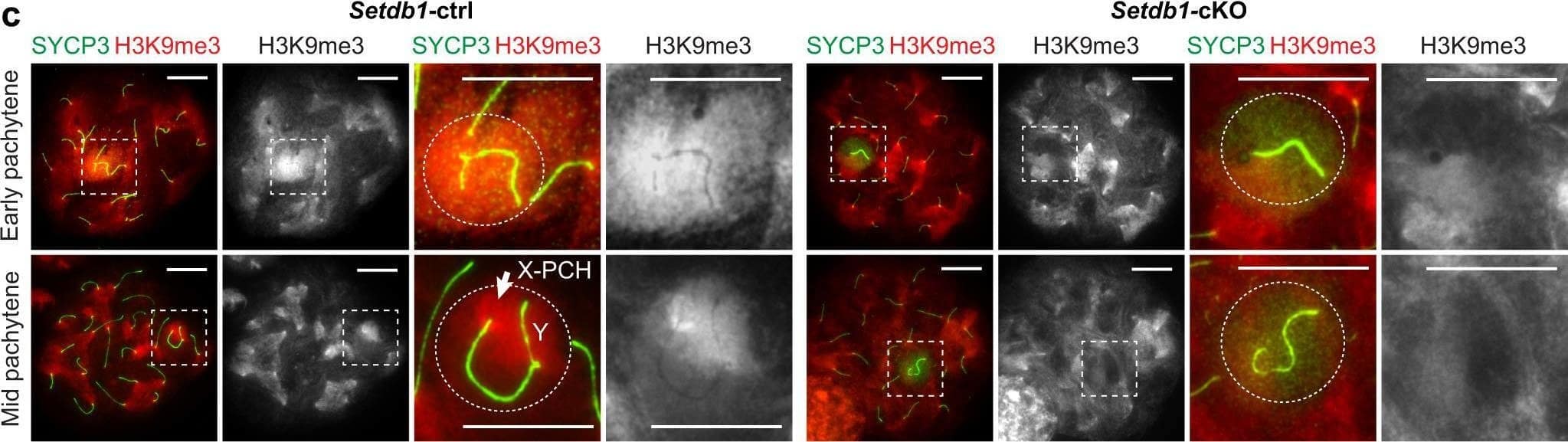 SETDB1-dependent H3K9me3 is dispensable for the initiation of MSCI.a Schematic of the strategy for generating Setdb1-cKO mice. b Evaluation of the efficiency of SETDB1 deletion shown as the mean and individual values for 3 independent samples. c Chromosome spreads of early and mid pachytene spermatocytes, distinguished by the absence (early) or the presence (mid) of H1T, respectively (not shown), immunostained with antibodies raised against SYCP3 and H3K9me3. XY chromosomes are indicated with dashed squares and are magnified in the panels to the right. Putative regions of XY chromatin are indicated by dashed circles. d Chromosome spreads of mid pachytene spermatocytes immunostained with antibodies raised against SYCP3,  gamma H2AX, and Pol II. e A population of pachytene spermatocytes with a normal  gamma H2AX domain and normal MSCI, as defined by  gamma H2AX and Pol II, respectively. The mean and individual values for 3 independent samples are shown. EP early pachytene, MP mid pachytene, X-PCH X-pericentromeric heterochromatin. Scale bars: 10 μm. Source data are provided as a Source Data file. Image collected and cropped by CiteAb from the following open publication (//pubmed.ncbi.nlm.nih.gov/36443288), licensed under a CC-BY license. Not internally tested by R&D Systems.