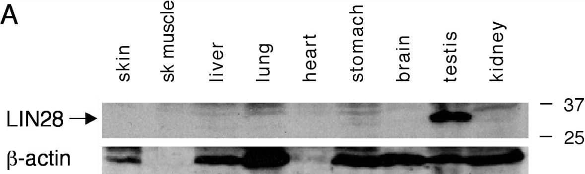 Expression of LIN28 in mouse testis. Western blot analysis was performed on 20 μg of protein extracts for each sample.  beta -actin served as a control. Molecular weight standards were marked in kDa. (A) Western blot analysis of LIN28 in adult mouse tissues. (B) Absence of LIN28 in germ cell-deficient XXY* testes. Testes were collected from adult and post-natal day 10-old mice. V6.5 mouse embryonic stem (ES) cells served as a positive control. LIN28 was absent in fibroblast feeder cells. (C) Developmental expression of LIN28 in postnatal testes. Testes were collected from mice of postnatal day 1 through adulthood. Image collected and cropped by CiteAb from the following open publication (//pubmed.ncbi.nlm.nih.gov/19563657), licensed under a CC-BY license. Not internally tested by R&D Systems.