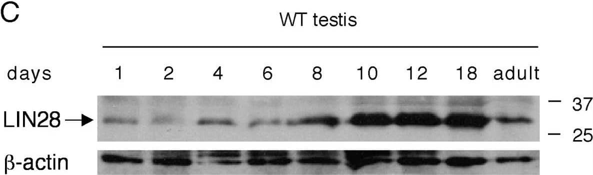 Expression of LIN28 in mouse testis. Western blot analysis was performed on 20 μg of protein extracts for each sample.  beta -actin served as a control. Molecular weight standards were marked in kDa. (A) Western blot analysis of LIN28 in adult mouse tissues. (B) Absence of LIN28 in germ cell-deficient XXY* testes. Testes were collected from adult and post-natal day 10-old mice. V6.5 mouse embryonic stem (ES) cells served as a positive control. LIN28 was absent in fibroblast feeder cells. (C) Developmental expression of LIN28 in postnatal testes. Testes were collected from mice of postnatal day 1 through adulthood. Image collected and cropped by CiteAb from the following open publication (//pubmed.ncbi.nlm.nih.gov/19563657), licensed under a CC-BY license. Not internally tested by R&D Systems.