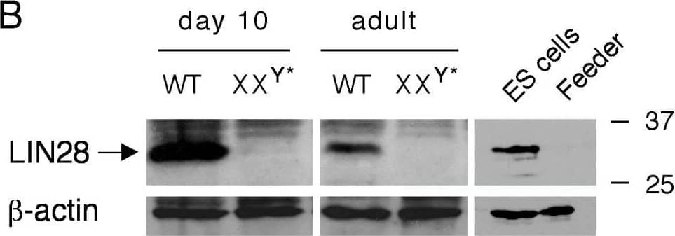 Expression of LIN28 in mouse testis. Western blot analysis was performed on 20 μg of protein extracts for each sample.  beta -actin served as a control. Molecular weight standards were marked in kDa. (A) Western blot analysis of LIN28 in adult mouse tissues. (B) Absence of LIN28 in germ cell-deficient XXY* testes. Testes were collected from adult and post-natal day 10-old mice. V6.5 mouse embryonic stem (ES) cells served as a positive control. LIN28 was absent in fibroblast feeder cells. (C) Developmental expression of LIN28 in postnatal testes. Testes were collected from mice of postnatal day 1 through adulthood. Image collected and cropped by CiteAb from the following open publication (//pubmed.ncbi.nlm.nih.gov/19563657), licensed under a CC-BY license. Not internally tested by R&D Systems.