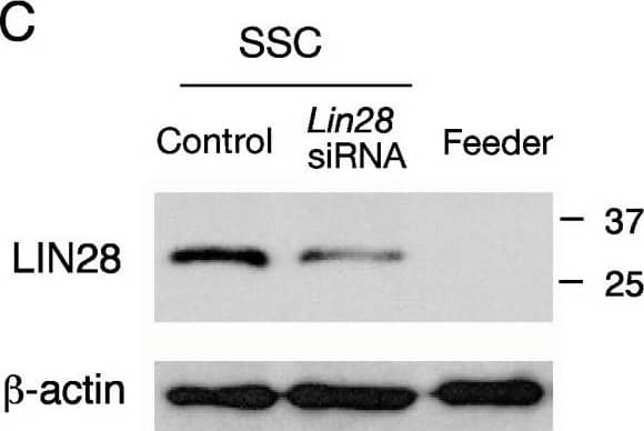 Expression and siRNA knockdown of LIN28 in cultured spermatogonia highly enriched for spermatogonial stem cells (SSCs). (A) Immunostaining of SSCs with anti-LIN28 and anti-PLZF or anti-GFRA1 antibodies. Scale bar, 50 μm. (B) Quantitative PCR measurement of Lin28 mRNA levels (n = 3, mean ± SE) in SSCs after siRNA treatment for 30 hours. (C) Decreased LIN28 protein abundance (43% compared to the control) in SSCs after 30 hours of siRNA treatment. The control SSCs were not treated with Lin28 siRNA. Feeder cells served as a negative control.  beta -actin served as a loading control. (D) The number of SSCs (n = 3, mean ± SE) with and without Lin28 siRNA treatment. (E) Quantitative measurement of mature let-7g miRNA levels (n = 3, mean ± SE) in SSCs after siRNA treatment for 30 hours. Image collected and cropped by CiteAb from the following open publication (//pubmed.ncbi.nlm.nih.gov/19563657), licensed under a CC-BY license. Not internally tested by R&D Systems.