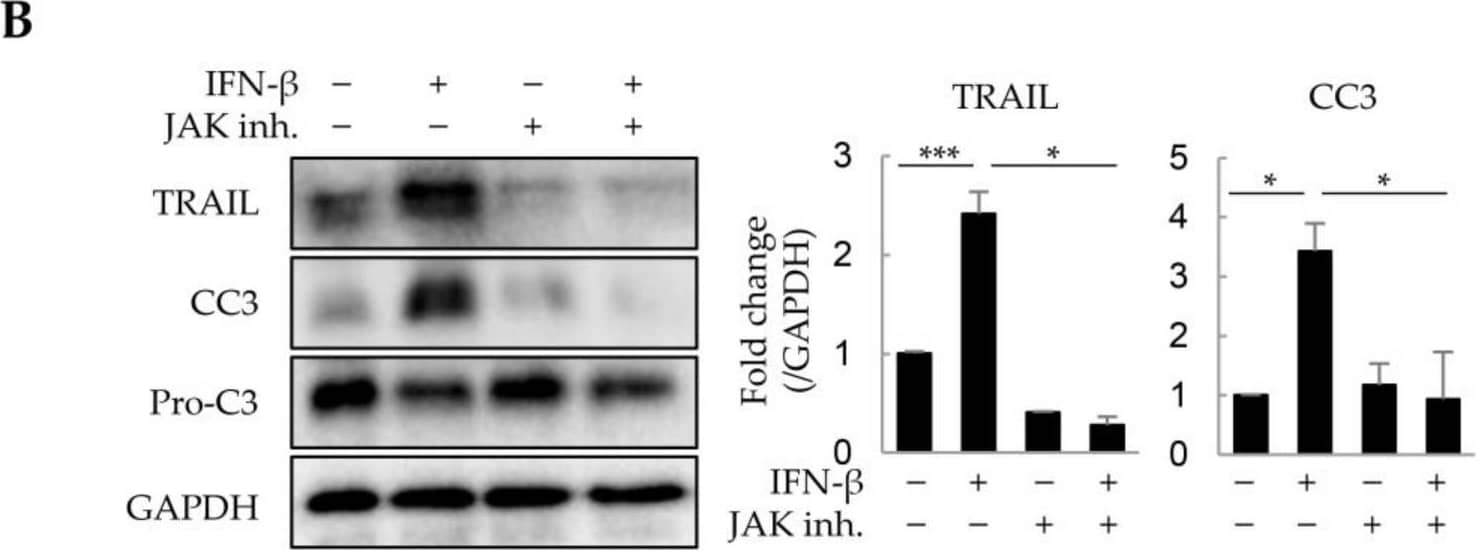Suppression of IFN-beta -induced cell death by JAK inhibitors in liver tumor organoids. Liver tumor organoids were treated with JAK inhibitors (10 µM each of JAK1 and JAK2 inhibitor) for 20 min prior to IFN-beta  treatment. After 24 h, the viability of organoids was analyzed using the WST-1 assay, and the expression of TRAIL and cleaved-caspase 3 (CC3) was analyzed by immunoblotting. (A) Viability of liver tumor organoids treated with IFN-beta  and/or JAK inhibitors. (B) Expression of TRAIL and cleaved-caspase 3 (CC3) in liver tumor organoids treated with IFN-beta  and/or JAK inhibitors. The results are presented as the mean ± standard deviation (SD) of three replicates. * p < 0.05 and *** p < 0.001; inh: inhibitor. Image collected and cropped by CiteAb from the following open publication (//www.mdpi.com/1422-0067/25/2/1325), licensed under a CC-BY license. Not internally tested by R&D Systems.