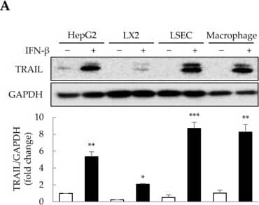 IFN-beta -induced TRAIL expression in 2D-cultured cells. To determine the cells that express TRAIL and whose viability would be affected by IFN-beta , 2D-cultured HepG2 cells, primary liver sinusoidal endothelial cells (LSECs), LX-2 human hepatic stellate cells, and macrophages were treated with IFN-beta  for 1 day. TRAIL expression was then analyzed via immunoblotting, and cell viability was determined using the WST-1 assay. (A) IFN-beta -induced TRAIL expression in the four cell types. The intensity of protein bands was quantified through densitometry using ImageJ (National Institutes of Health, //imagej.net/ij/index.html, 10 August 2023), and its relative expression was normalized to that of GAPDH. Data are presented as the mean ± SD of three independent experiments. * p < 0.05, ** p < 0.01, and *** p < 0.001. (B) Cell viability upon IFN-beta  treatment in the four cell types. Data are presented as the mean ± SD of three independent experiments. * p < 0.05 and ** p < 0.01. Image collected and cropped by CiteAb from the following open publication (//www.mdpi.com/1422-0067/25/2/1325), licensed under a CC-BY license. Not internally tested by R&D Systems.
