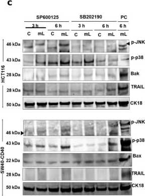 Role of TRAF3 & pro-apoptotic p38 & JNK kinases in mCD40L-mediated intrinsic & extrinsic cell death signalling pathways. (c) Untreated (‘C’) & mCD40L-treated (‘mL’) HCT116 & SW480-CD40  in the presence of 5µM JNK inhibitor SP600125 or p38 inhibitor SB202190 used to detect phosphorylated JNK (p-JNK) & p38 (p-p38), pro-apoptotic Bak or Bax, & TRAIL protein by immunoblotting at 3 h & 6 h post CD40 ligation. Lysates from HCT116 & SW480-CD40 cell cultures treated with mCD40L for 6 h in the absence of inhibitor included (denoted as positive control, ‘PC’) per experiment, respectively. Equal loading for human epithelial cell lysate was confirmed by CK18 detection in all experiments. Image collected & cropped by CiteAb from the following open publication (//pubmed.ncbi.nlm.nih.gov/36291141), licensed under a CC-BY license. Not internally tested by R&D Systems.