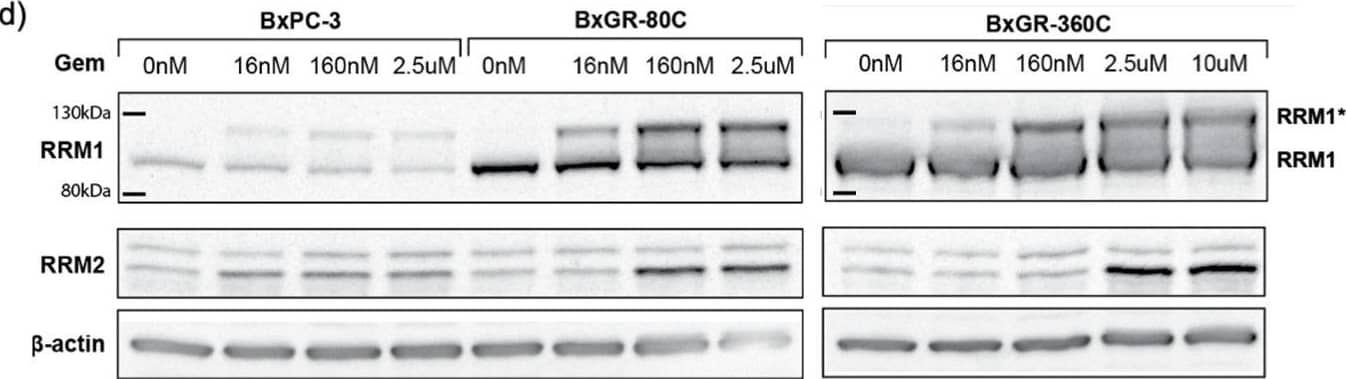 Western Blot p53R2 Antibody