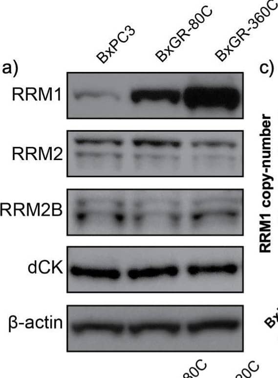 Western Blot p53R2 Antibody